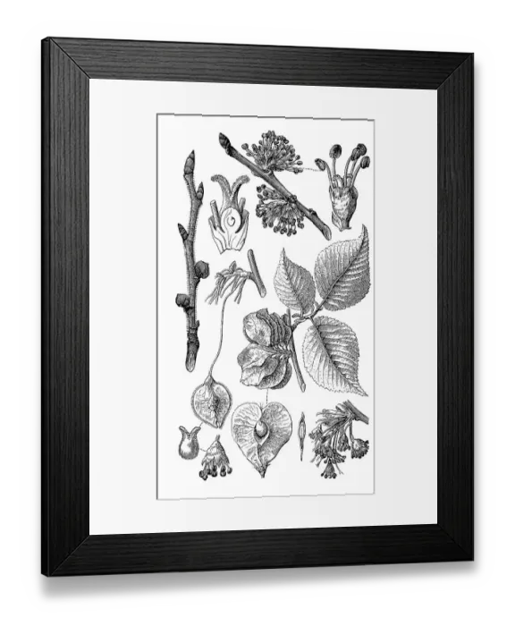 Framed Print : the mountain elm (Ulmus glabra) Framed Print : the mountain elm (Ulmus glabra)