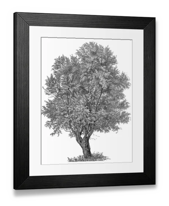 Framed Print : alba, silver willow (Salix), digitally restored reproduction of an original from the 19th century