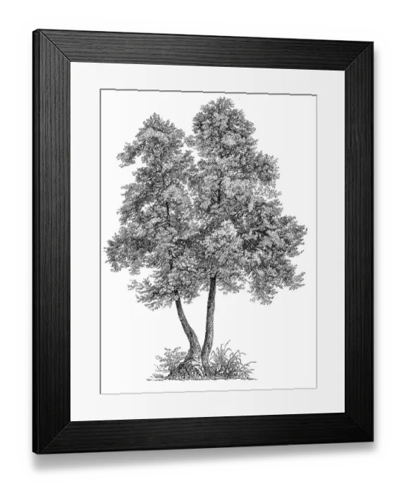 Framed Print : the common alder, black alder (Alnus glutinosa) Framed Print : the common alder, black alder (Alnus glutinosa)