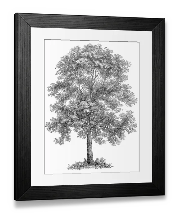 Framed Print : also known as Ash, European Ash or Common Ash (Fraxinus excelsior)