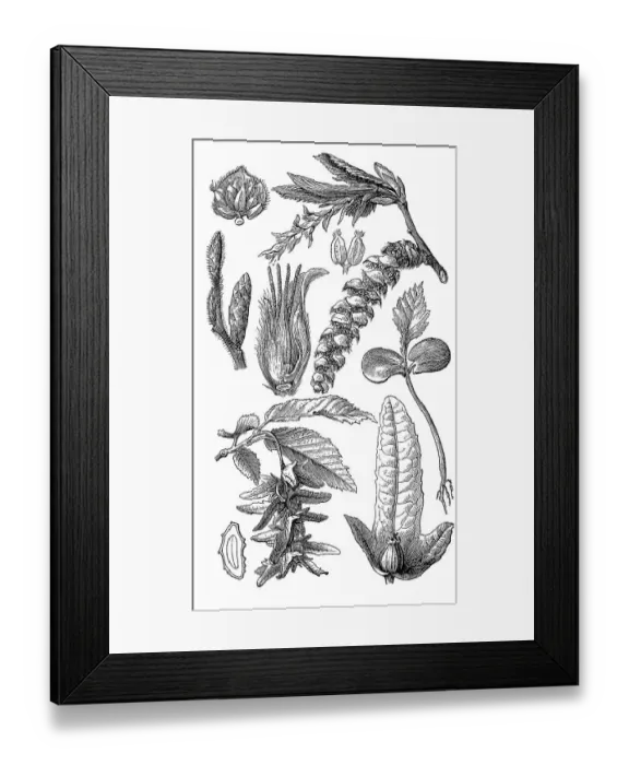 Framed Print : Commonly known as hornbeam (Carpinus betulus)