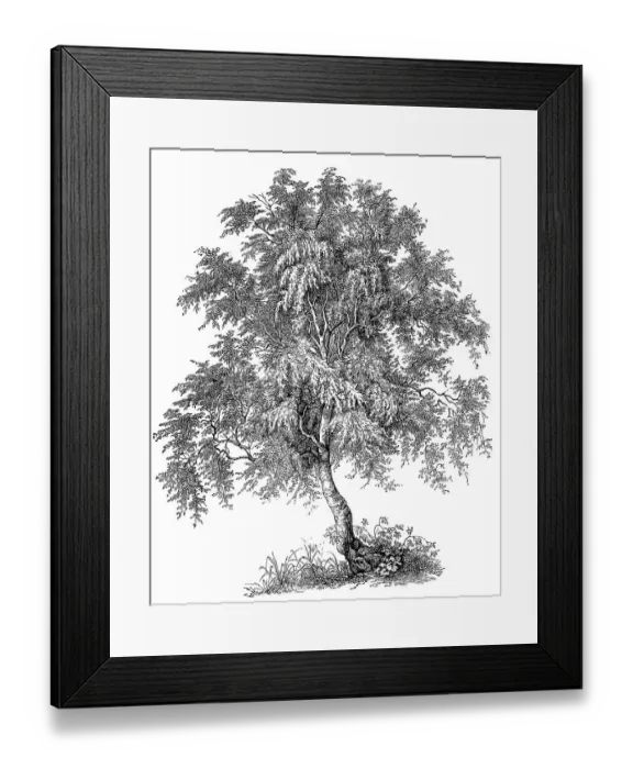 Framed Print : Commonly known as downy birch, warty birch Framed Print : Commonly known as downy birch, warty birch