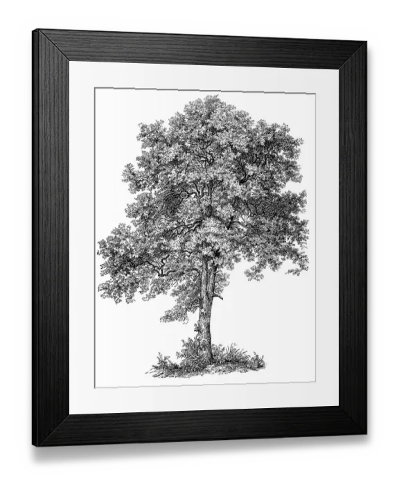 Framed Print : known in the United Kingdom as Sycamore and in the United States as Sycamore Maple (Acer pseudoplatanus)