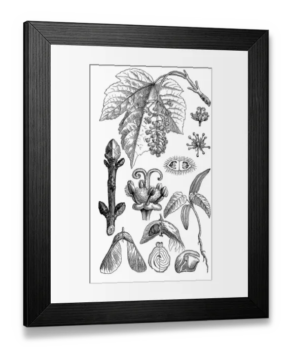 Framed Print : known in the United Kingdom as Sycamore and in the United States as Sycamore Maple (Acer pseudoplatanus)