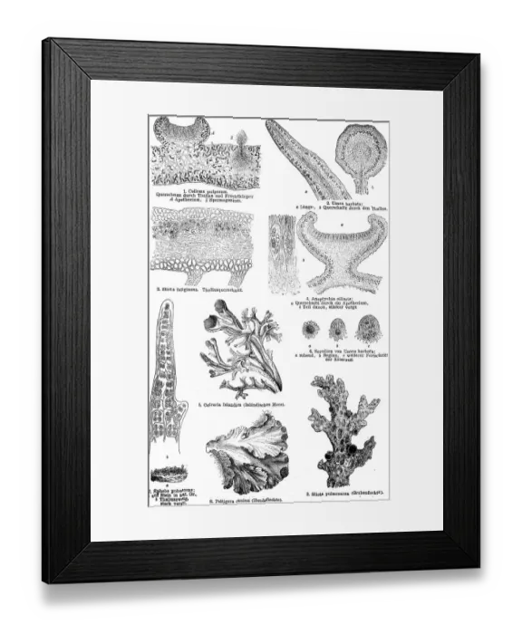 Framed Print : The lichen family: Collema pulposum