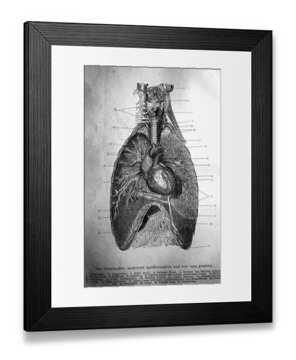 Framed Print : Human thorax or rib cage with the organs Framed Print : Human thorax or rib cage with the organs