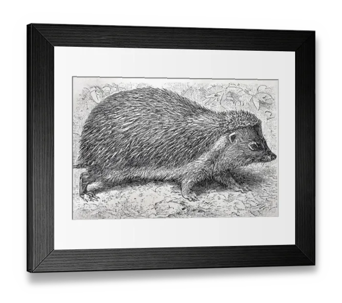 Framed Print : Hedgehog (Erinaceus europaeus)