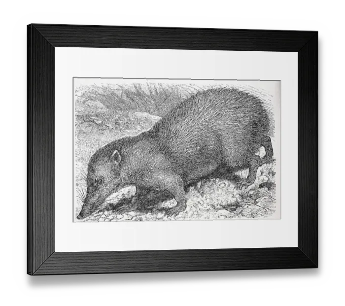 Framed Print : Grosser (Tenrec ecaudatus) Tenrek Framed Print : Grosser (Tenrec ecaudatus) Tenrek