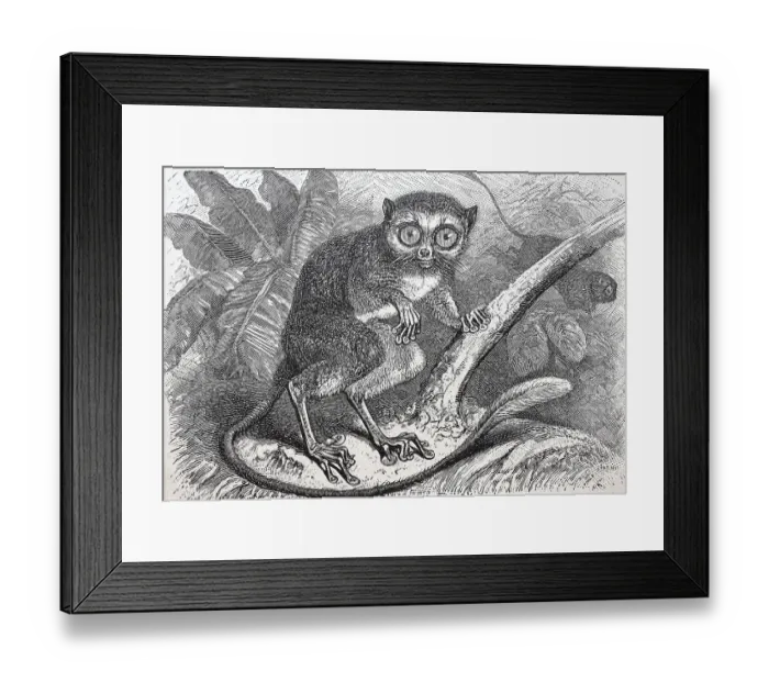 Framed Print : Tarsier, Tarsius specturm, half monkey Framed Print : Tarsier, Tarsius specturm, half monkey