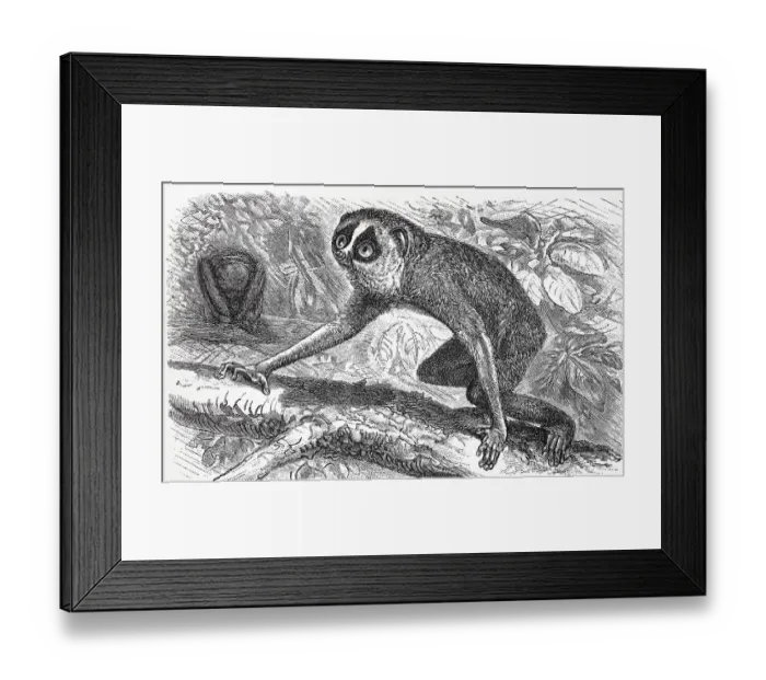 Framed Print : Gray slender loris (Loris lydekkerianus)