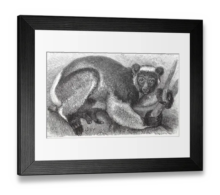 Framed Print : The indri (Indri indri), is a primate species from the Indri-like lemur family