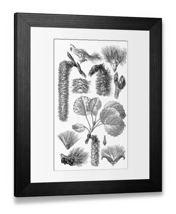 Framed Print : Tremula, colloquially aspen, common aspen Framed Print : Tremula, colloquially aspen, common aspen