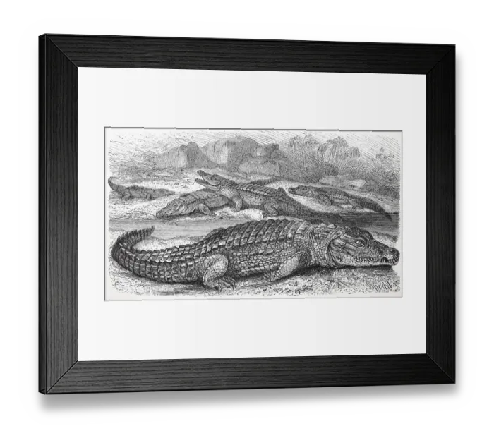 Framed Print : Nile crocodile, Crocodylus niloticusnian crocodile Framed Print : Nile crocodile, Crocodylus niloticusnian crocodile