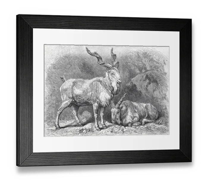 Framed Print : The markhor (Capra falconeri), is a wild goat of Central Asia