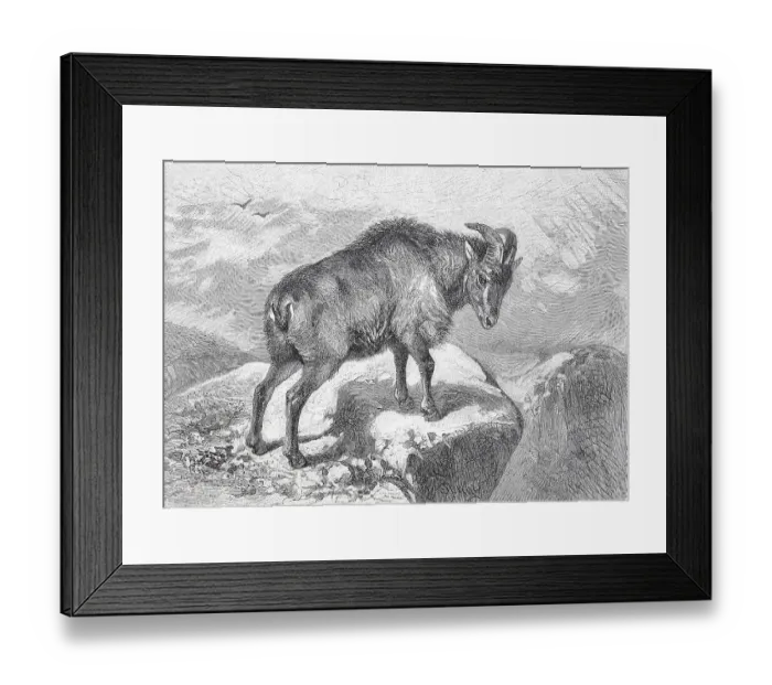 Framed Print : Himalayan tahr (Hemitragus jemlahicus) Framed Print : Himalayan tahr (Hemitragus jemlahicus)