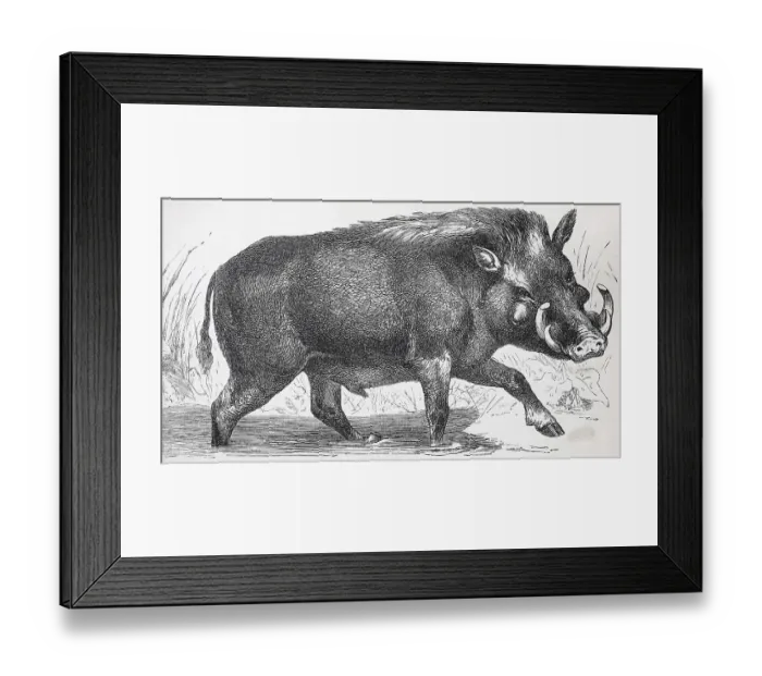 Framed Print : African common warthog (Phacochoerus africanus)