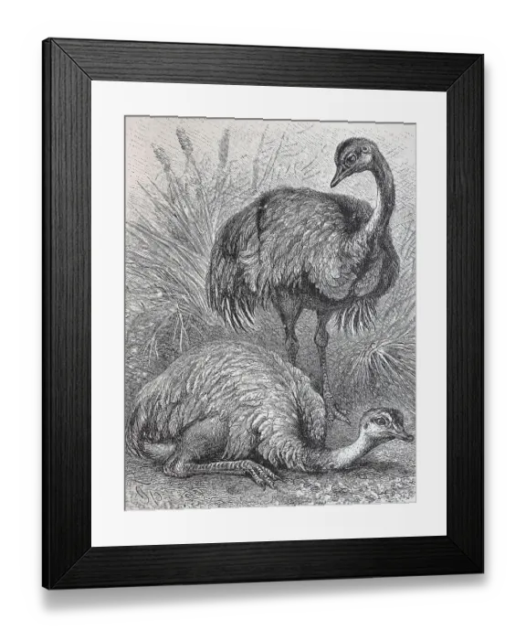 Framed Print : American ostrich, greater rhea (Rhea americana) Framed Print : American ostrich, greater rhea (Rhea americana)