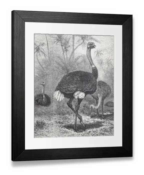 Framed Print : Common ostrich (Struthio camelus)