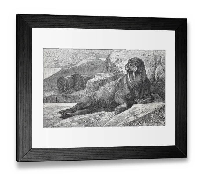 Framed Print : Walrus, Trichechus rosmarus, digitally restored reproduction of an original from the 19th century