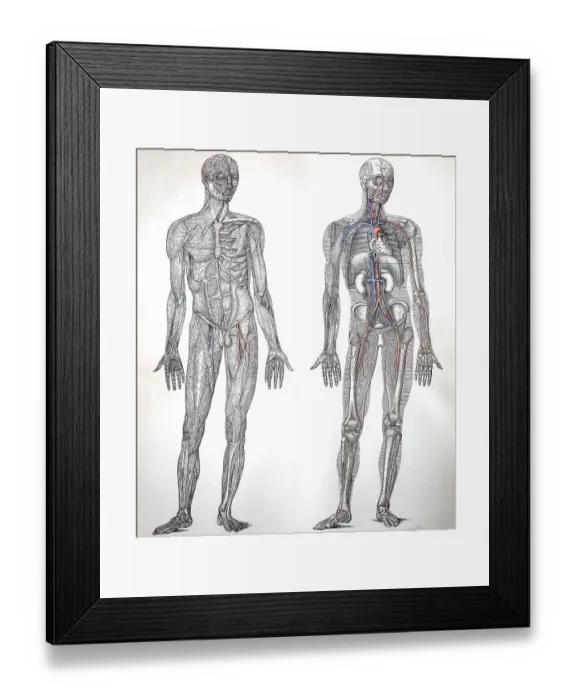 Framed Print : The Blood Vessels of Man as Known in 1895