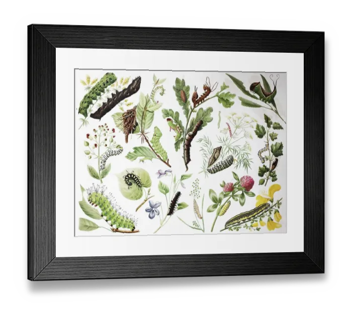 Framed Print : Overview of Caterpillars, 1895 Framed Print : Overview of Caterpillars, 1895