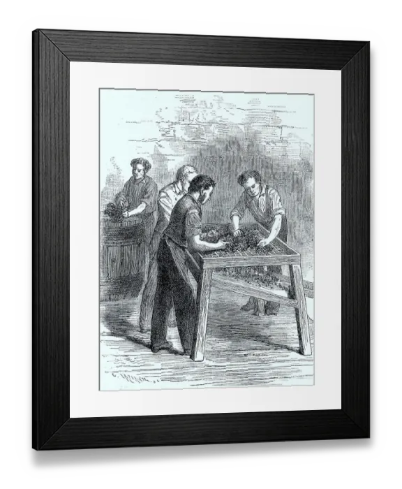 Framed Print : Rappen, sorting out grapes in a vineyard in France in 1875