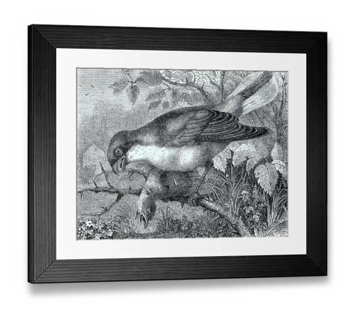 Framed Print : Thorn-backed Shrike, red-backed shrike (Lanius collurio) Framed Print : Thorn-backed Shrike, red-backed shrike (Lanius collurio)