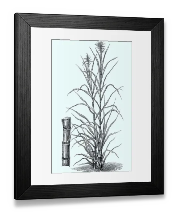 Framed Print : Sugar cane (Saccharum officinarum)
