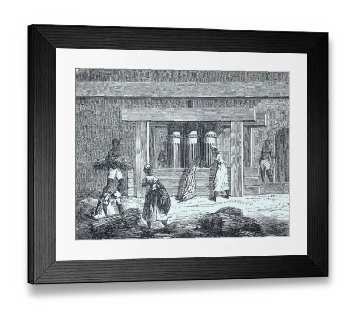 Framed Print : In a sugar cane crushing mill in the Caribbean in 1880 Framed Print : In a sugar cane crushing mill in the Caribbean in 1880