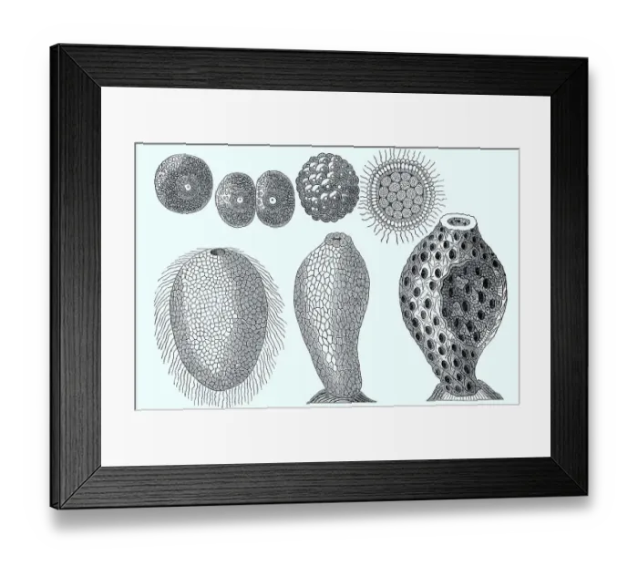Framed Print : Development of a, lime sponge (spongia)