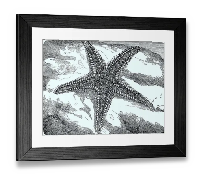 Framed Print : Large Comb Starfish or Red Comb Starfish