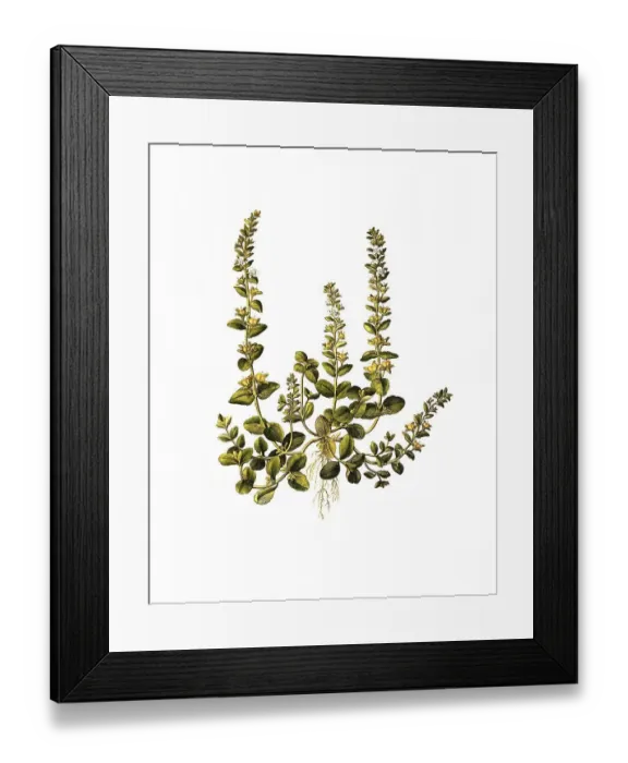 Framed Print : Quendel-Speedwell, Veronica serpyllifolia