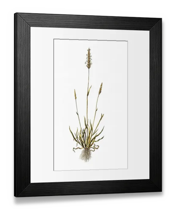 Framed Print : Common bog-grass, sweet vernal grass (Anthoxanthum odoratum) or bog-grass for short
