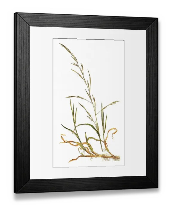 Framed Print : The Flooding Swath, Glyceria fluitans Framed Print : The Flooding Swath, Glyceria fluitans