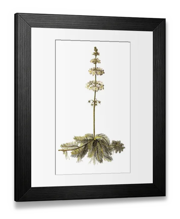 Framed Print : Water violet (Hottonia palustris) or water primrose