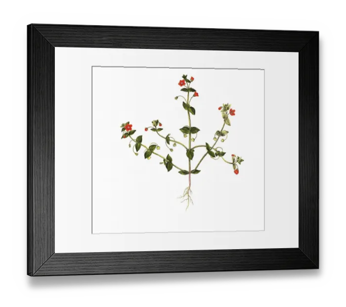 Framed Print : Field pimpernel, also called scarlet pimpernel (Anagallis arvensis) Framed Print : Field pimpernel, also called scarlet pimpernel (Anagallis arvensis)