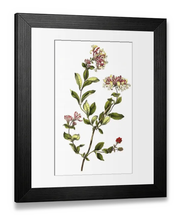 Framed Print : Forest honeysuckle (Lonicera), medicinal plant Framed Print : Forest honeysuckle (Lonicera), medicinal plant