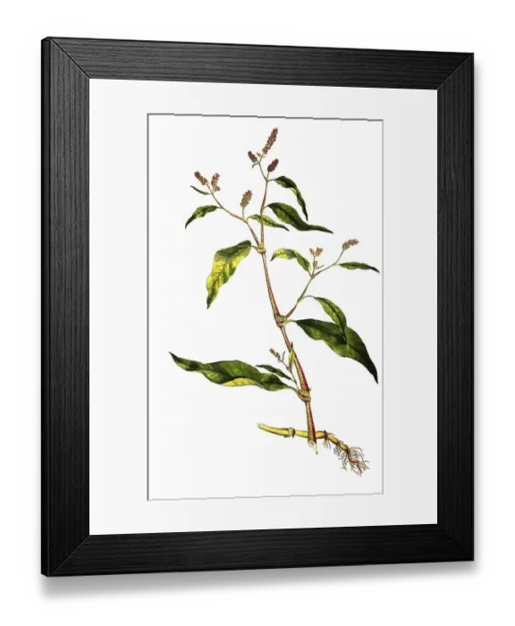 Framed Print : Polygonum pensylvanicum var caule pinkweed (Persicaria) pensylvanica