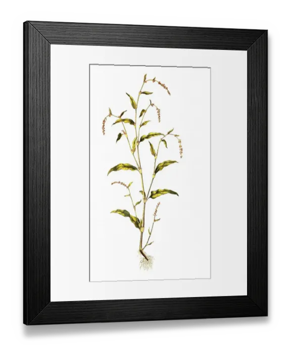 Framed Print : Water pepper hydropiper, also fleabane Framed Print : Water pepper hydropiper, also fleabane