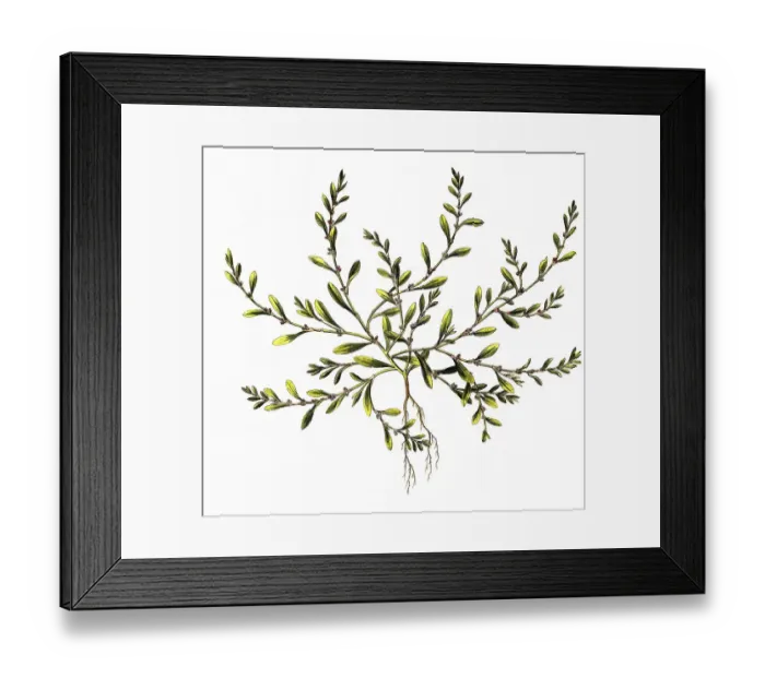 Framed Print : Common knotgrass (Polygonum aviculare)