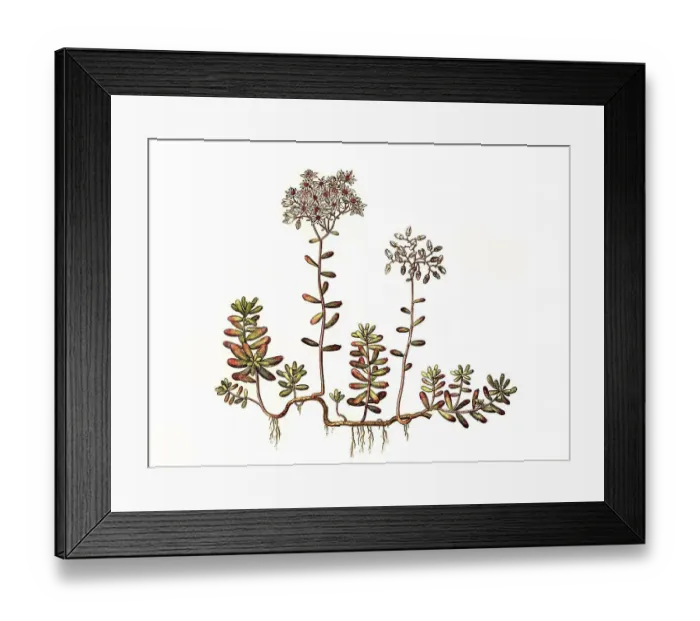 Framed Print : White stonecrop (Sedum) album, also white wall pepper