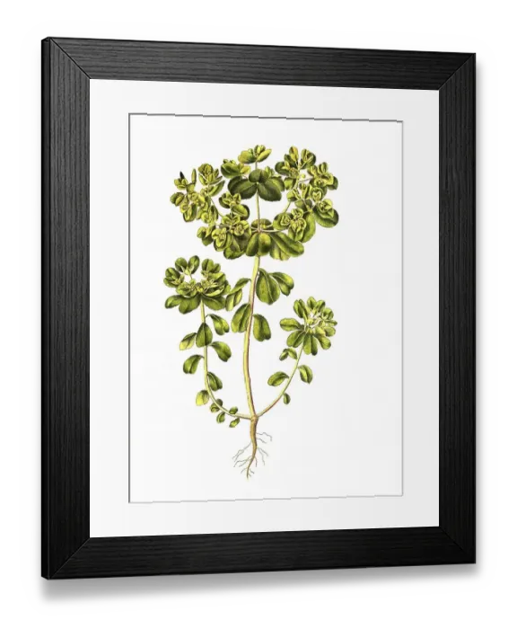 Framed Print : Sun spurge (Euphorbia helioscopia) Framed Print : Sun spurge (Euphorbia helioscopia)