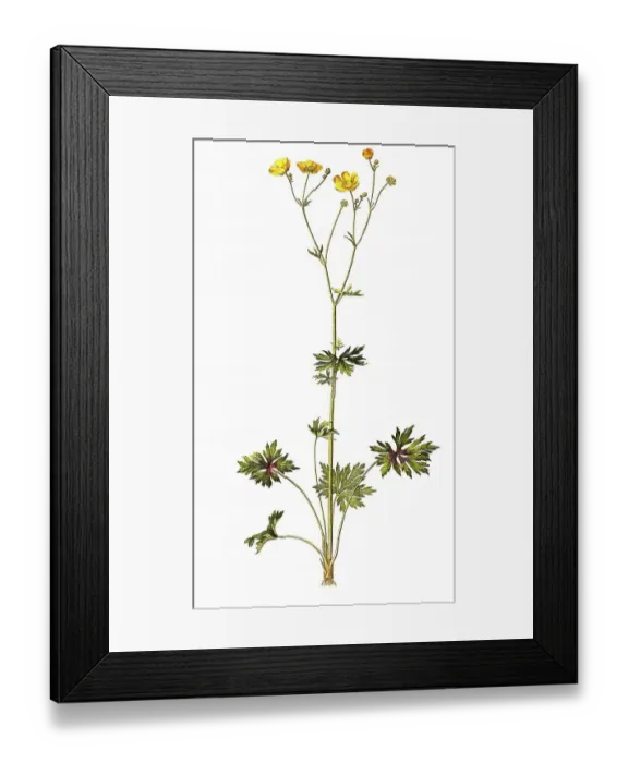 Framed Print : Sharp tall buttercup (Ranunculus acris)