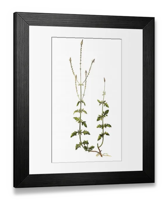 Framed Print : Common vervain (Verbena officinalis) (verbena)