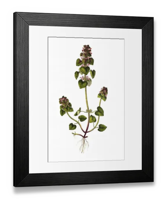 Framed Print : Red deadnettle (Lamium purpureum) Framed Print : Red deadnettle (Lamium purpureum)