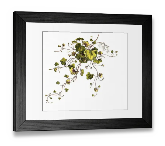 Framed Print : Zimbelkraut, synonym (Linaria cymbalaria)