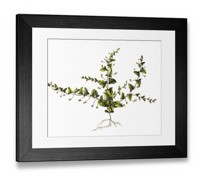 Framed Print : Snapdragon elatine, species of the genus Snapdragons (Antirrhinum)