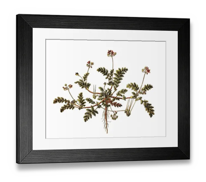 Framed Print : Common Heron's Bill, often also redstem filaree (Erodium cicutarium) Framed Print : Common Heron's Bill, often also redstem filaree (Erodium cicutarium)