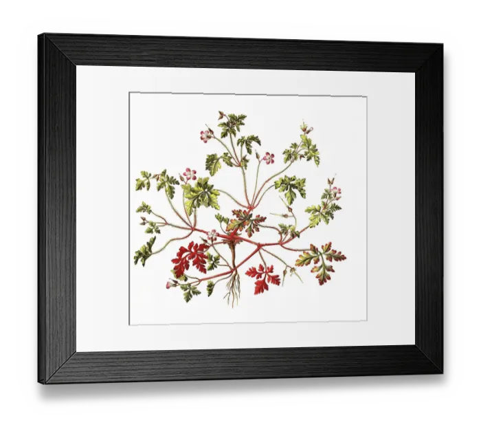 Framed Print : Ruprechtskraut, also herb robert (Geranium robertianum) or Stinking Cranesbill Framed Print : Ruprechtskraut, also herb robert (Geranium robertianum) or Stinking Cranesbill