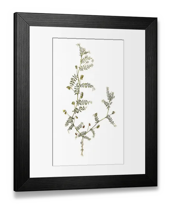 Framed Print : Hirsuta, Ervum hirsutum, hairy vetch (Vicia) Framed Print : Hirsuta, Ervum hirsutum, hairy vetch (Vicia)